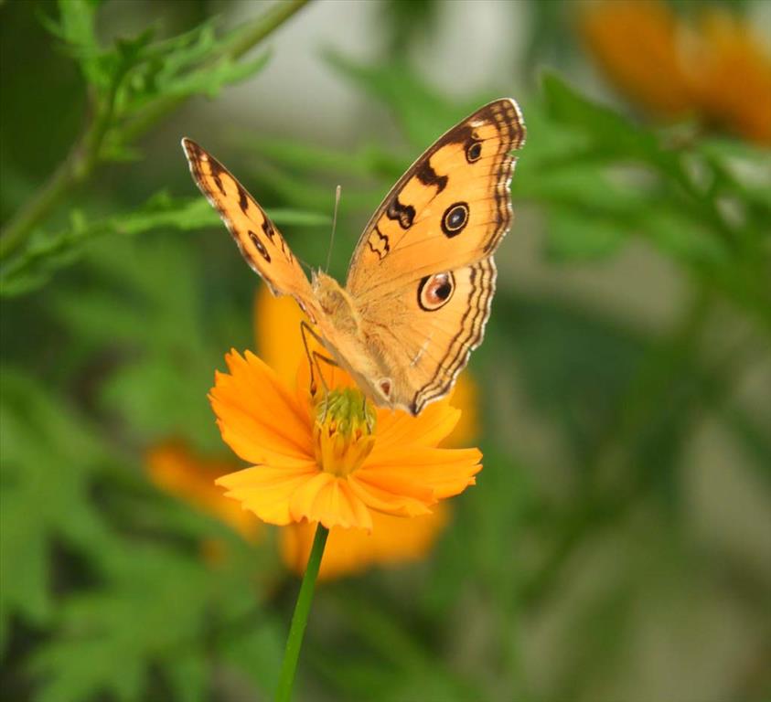 Yellow Coloured Butterfly